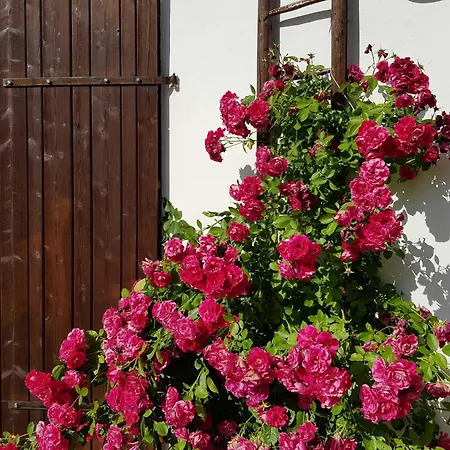 Forstblick אתר קמפינג *