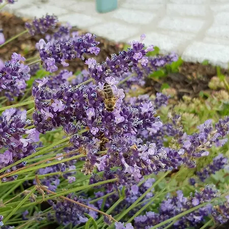 Forstblick * בצנשטיין