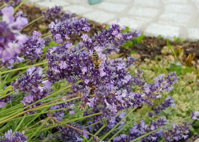 Forstblick * 贝岑施泰因